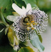 Passion Flower Seeds