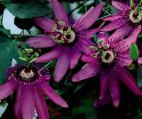 Passion Flower Seeds - Aethyst