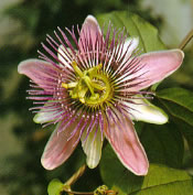 passion flower - belotti