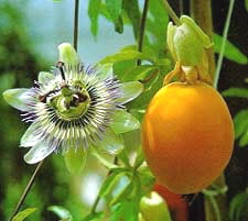 Passion Flower Caerulea