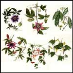 Gift Ideas, Passion Flowers Notelets 6 pack